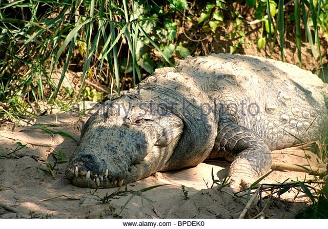 mugger-crocodile-bpdek0.jpg