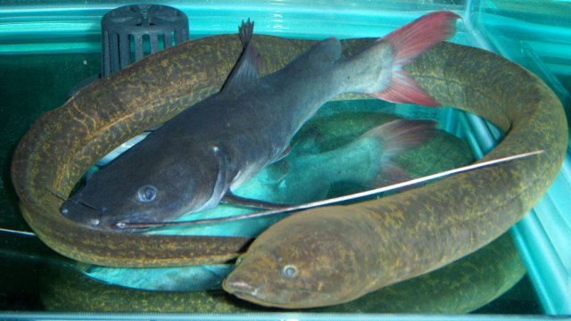 Eels, Synbranchus marmoratus and ARTC 1.JPG