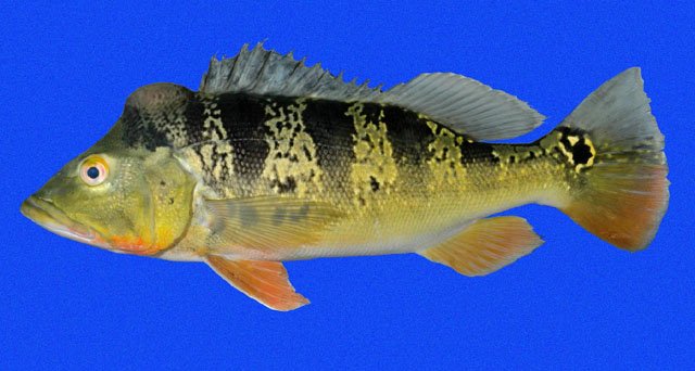 Smallest types of Peacock bass???? | MonsterFishKeepers.com