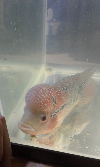 flowerhorn sick