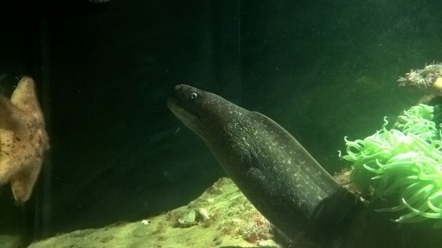 eel1.jpg