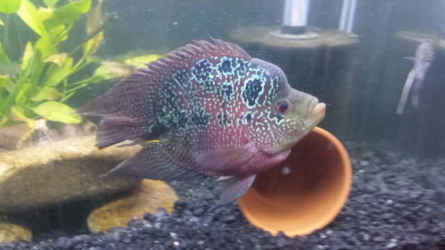 balloon flowerhorn