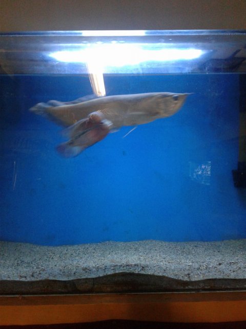 flowerhorn and arowana in same tank