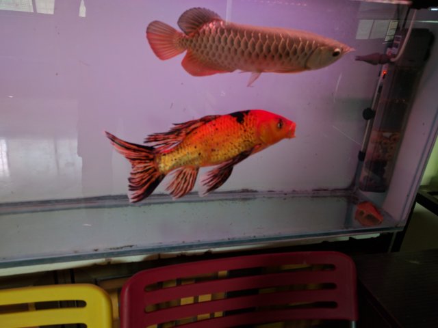 arowana with koi