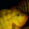 MP_cichlid