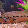 Americancichlids