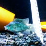 esecichlid 1