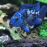 DownWithTheCichlids