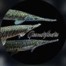 Polypterus_36