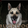 Buckdog