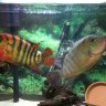 Convict Cichlids