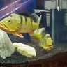 cichlid savage