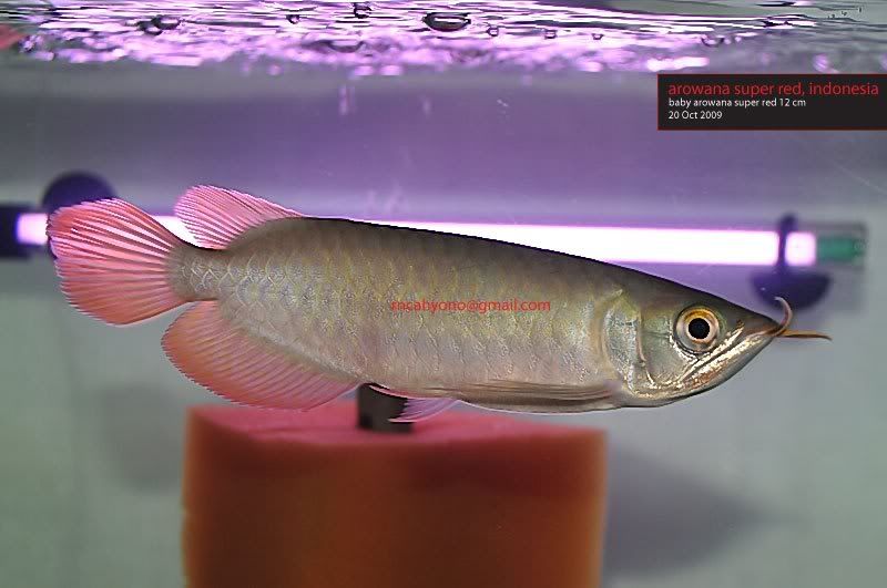 Arowana-Super-Red-DSC_2707.jpg