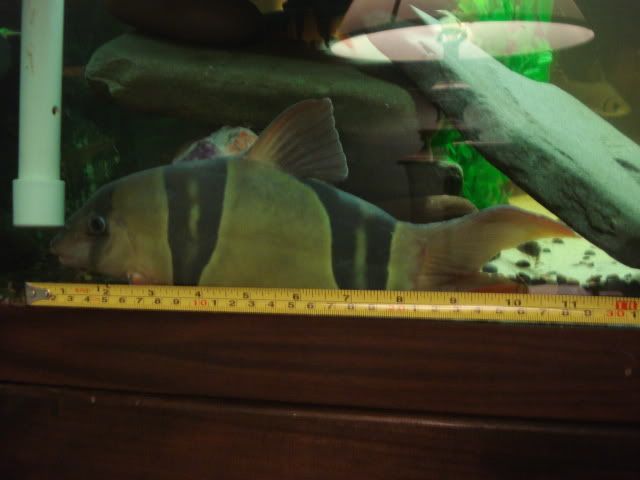 LOACH006.jpg