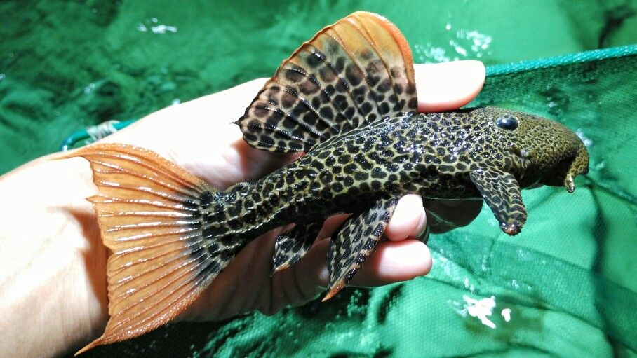 Image result for l600 pleco