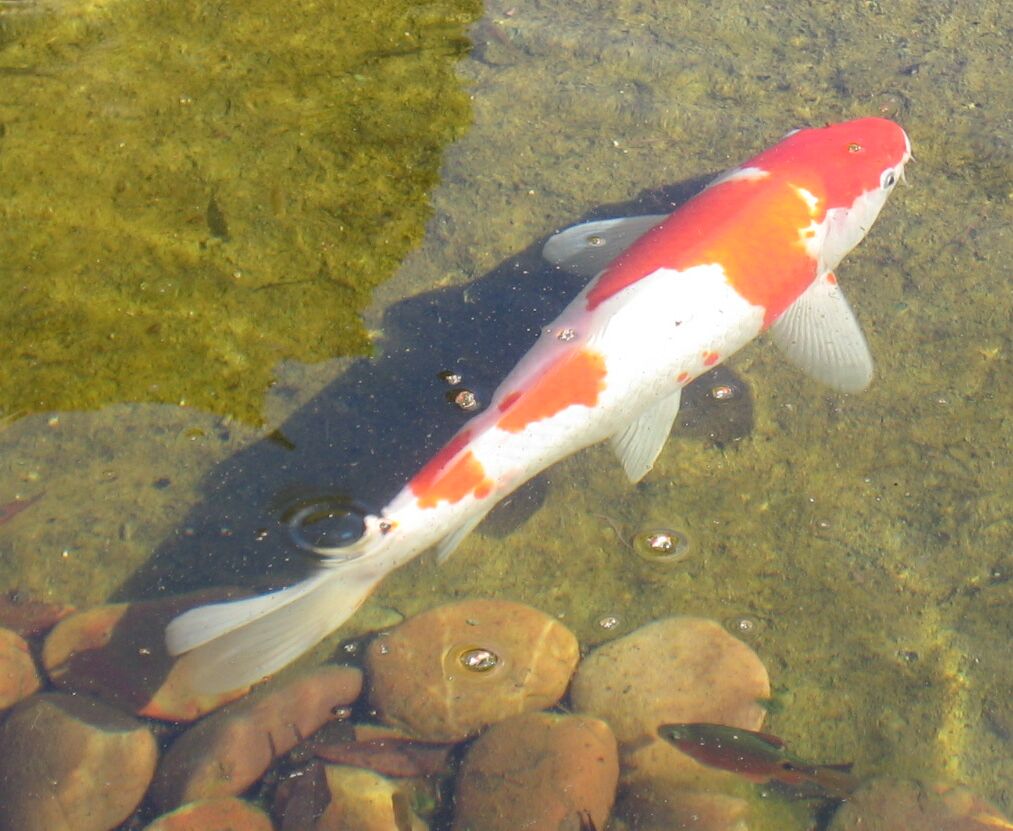 nov14-2008-koi-1.jpg