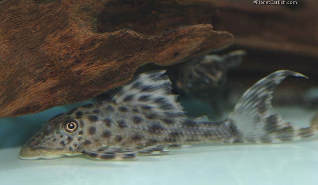 Image result for L132 pleco