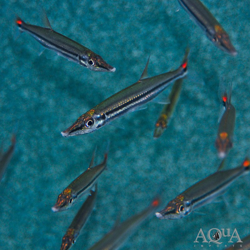 Dwarf-Redtail-Barracuda.jpg