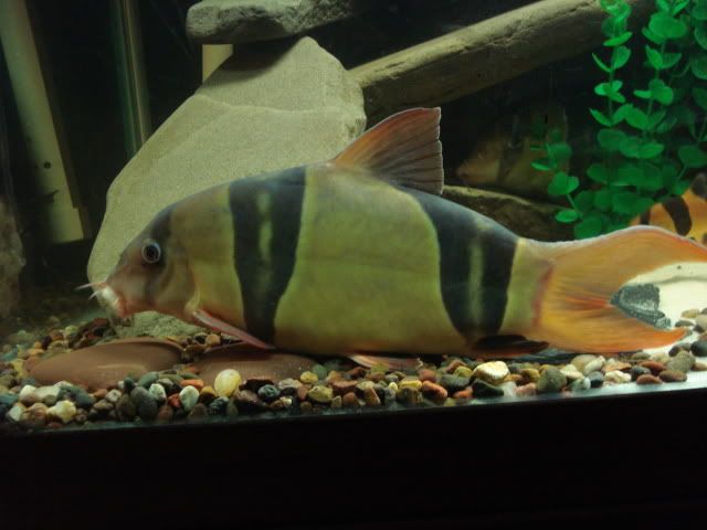 LOACH002.jpg