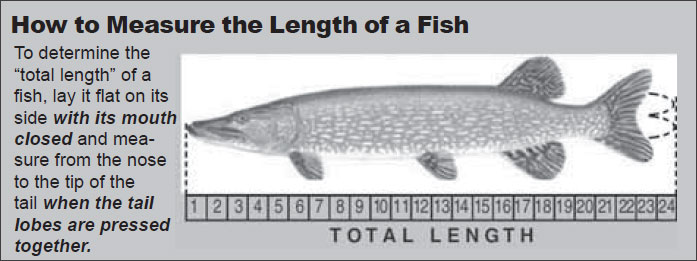 drawing of fish by ruler