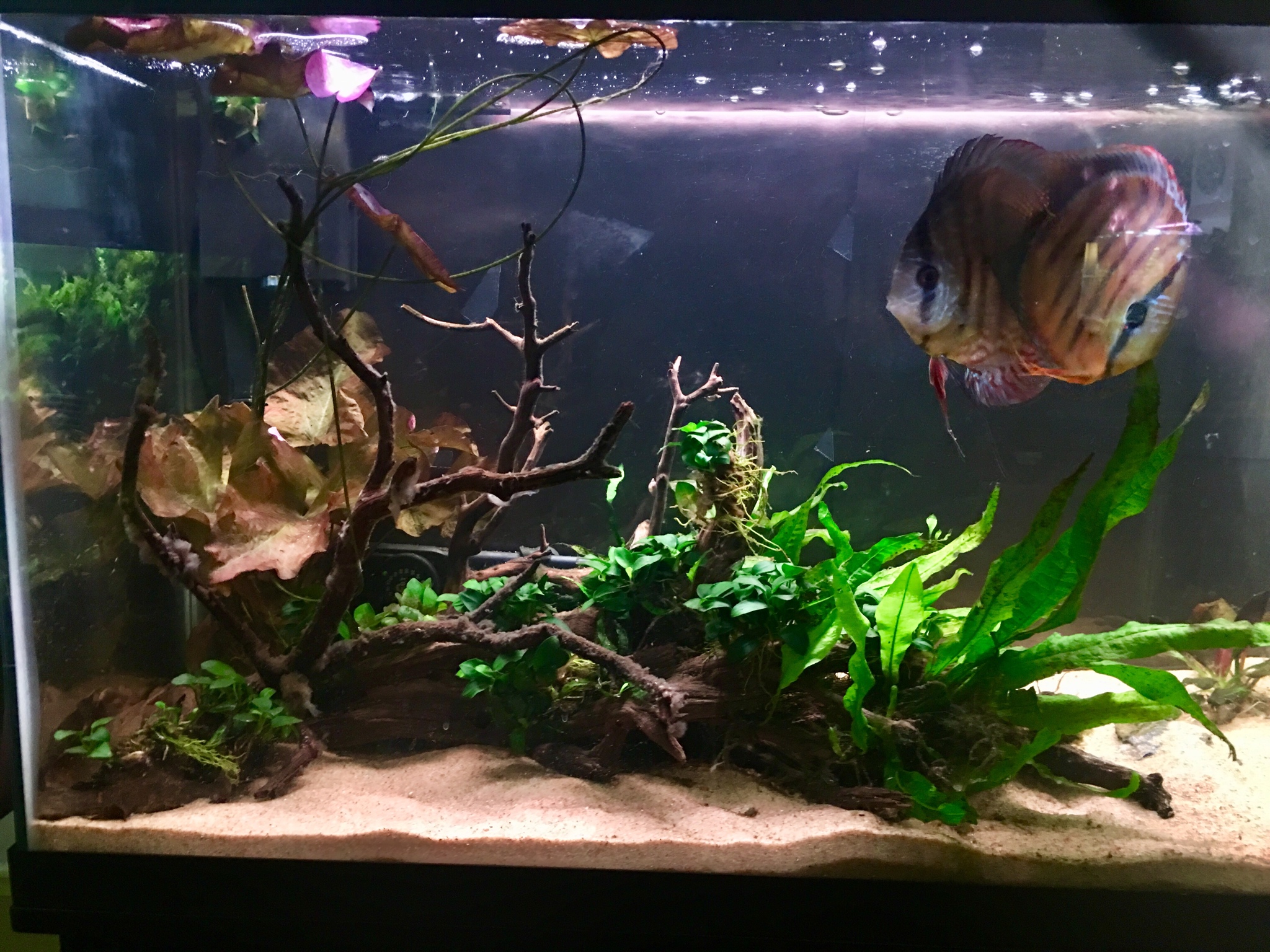 60 Gallon Discus Tank  The Planted Tank Forum