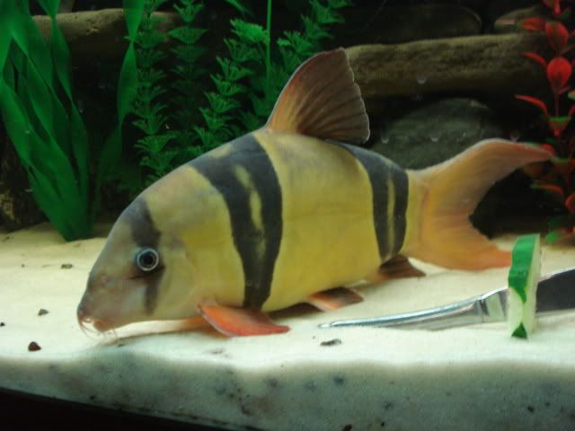 LOACH005.jpg