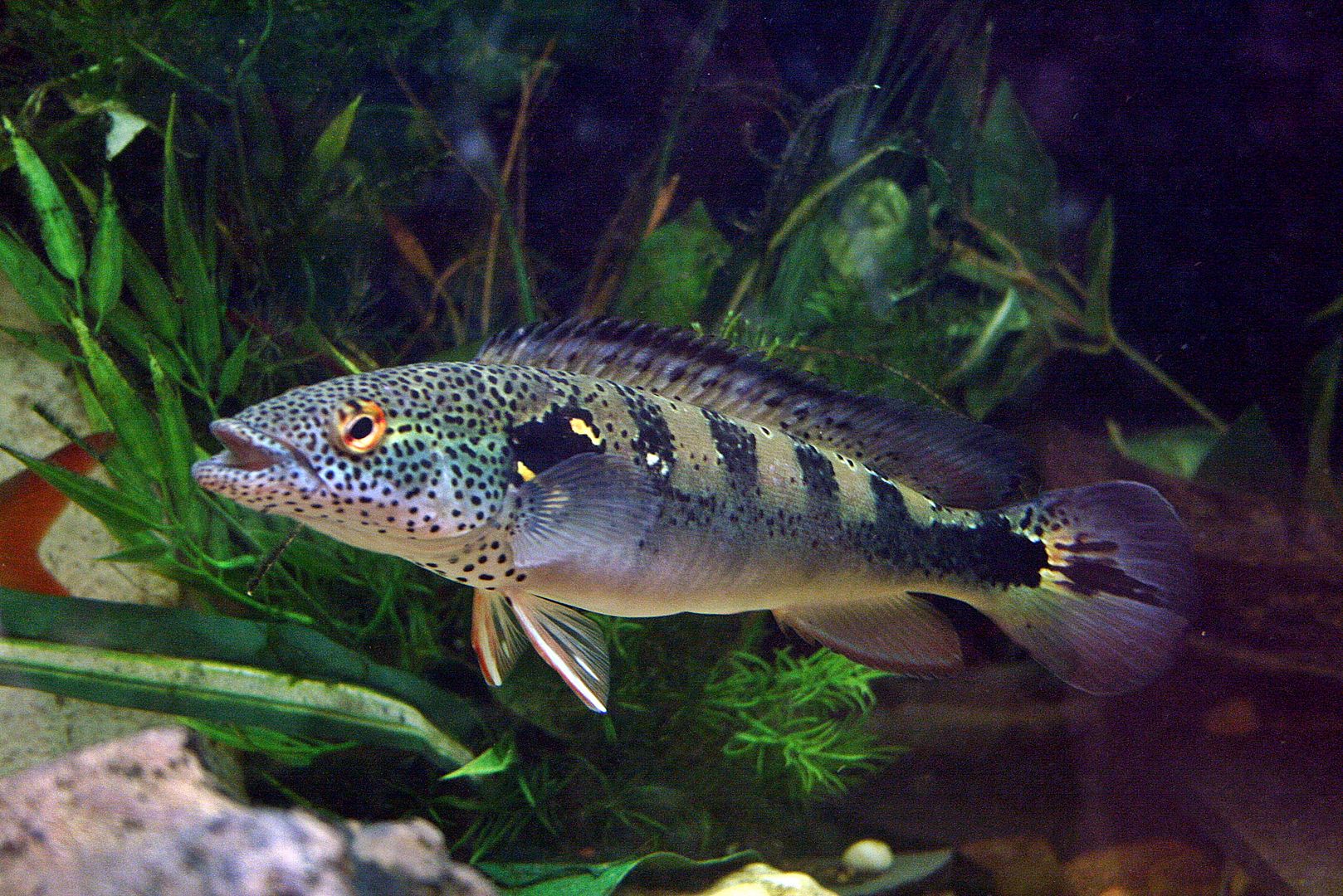 Pike cichlids | MonsterFishKeepers.com