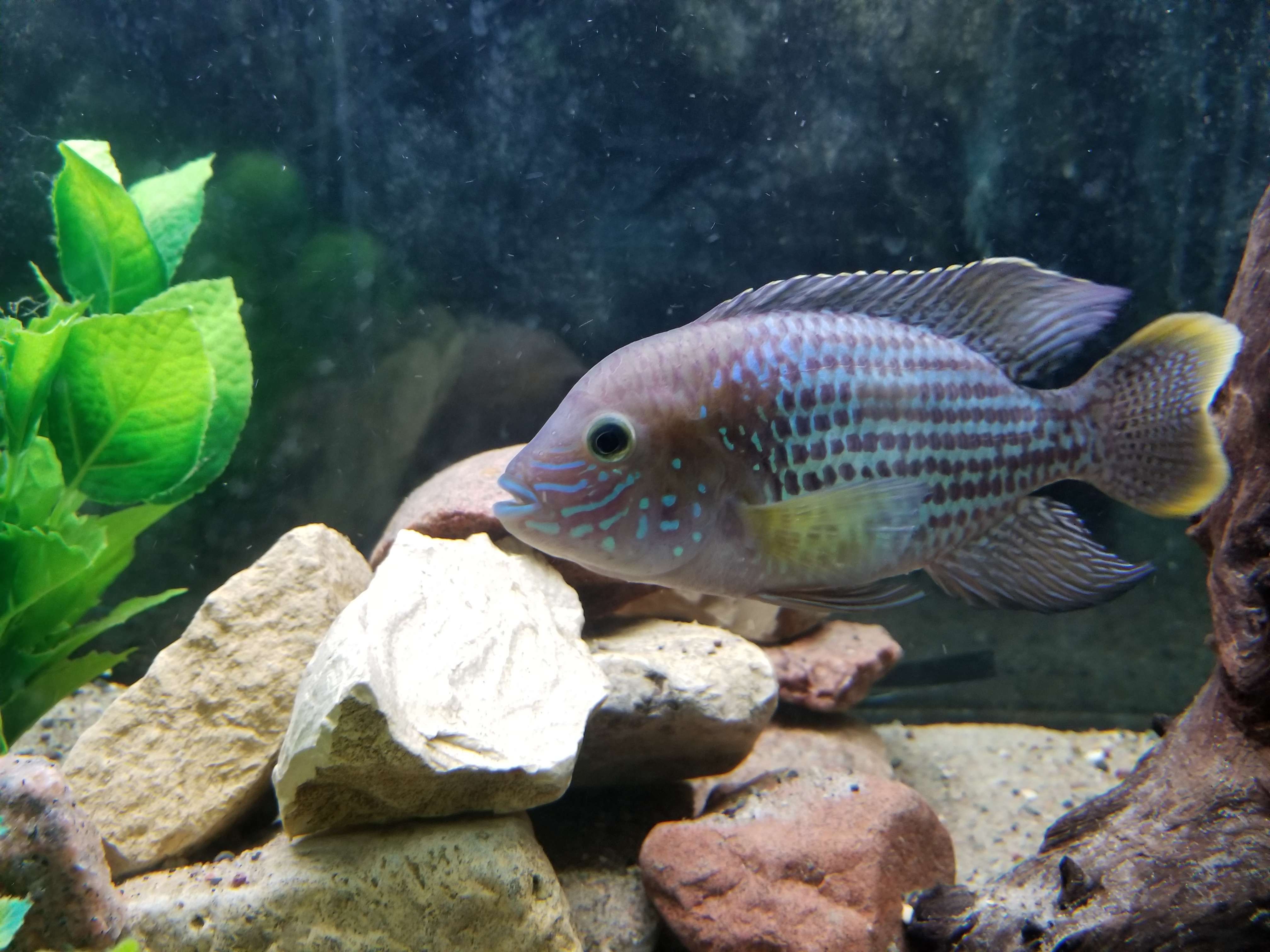 Gold Saum Orange Coloration | MonsterFishKeepers.com