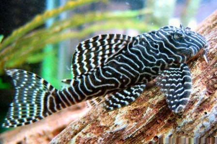 Image result for queen arabesque pleco