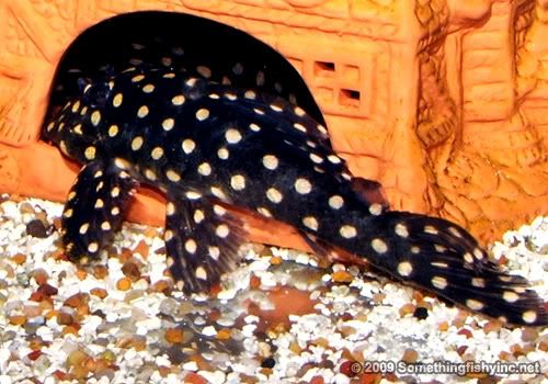 pleco4.jpg