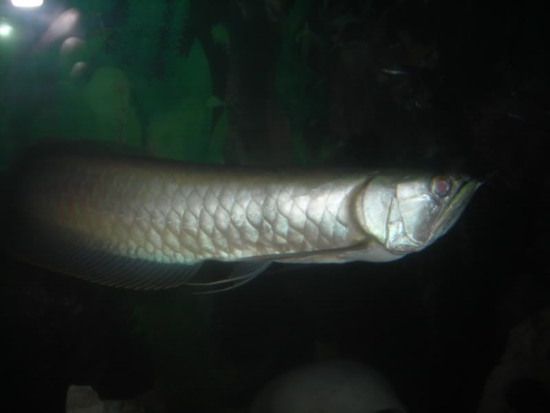 Arowana7-1.jpg