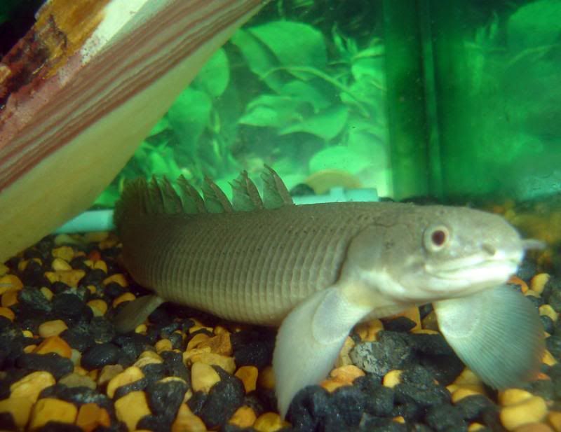 BigBichir.jpg