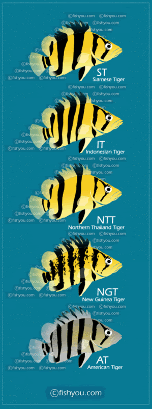 Indo tiger shop fish care