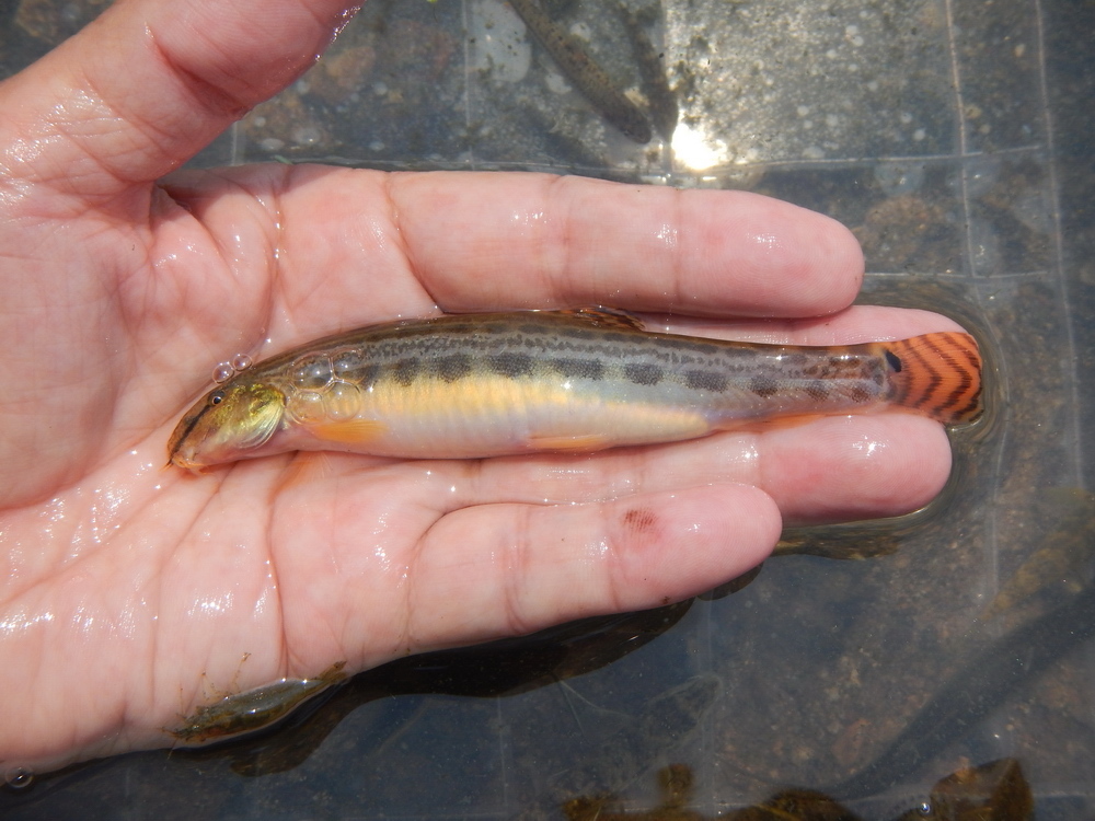 Nakdong Spined Loach (Cobitis hankugensis) · iNaturalist Luxembourg