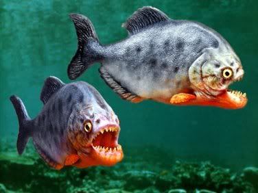 piranha eating goldfish