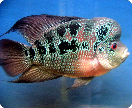 Red%20Dragon%20Flowerhorn.jpg