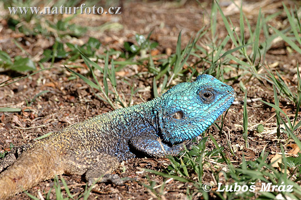 blue-headed-southern-tree-agama-05a14015.jpg