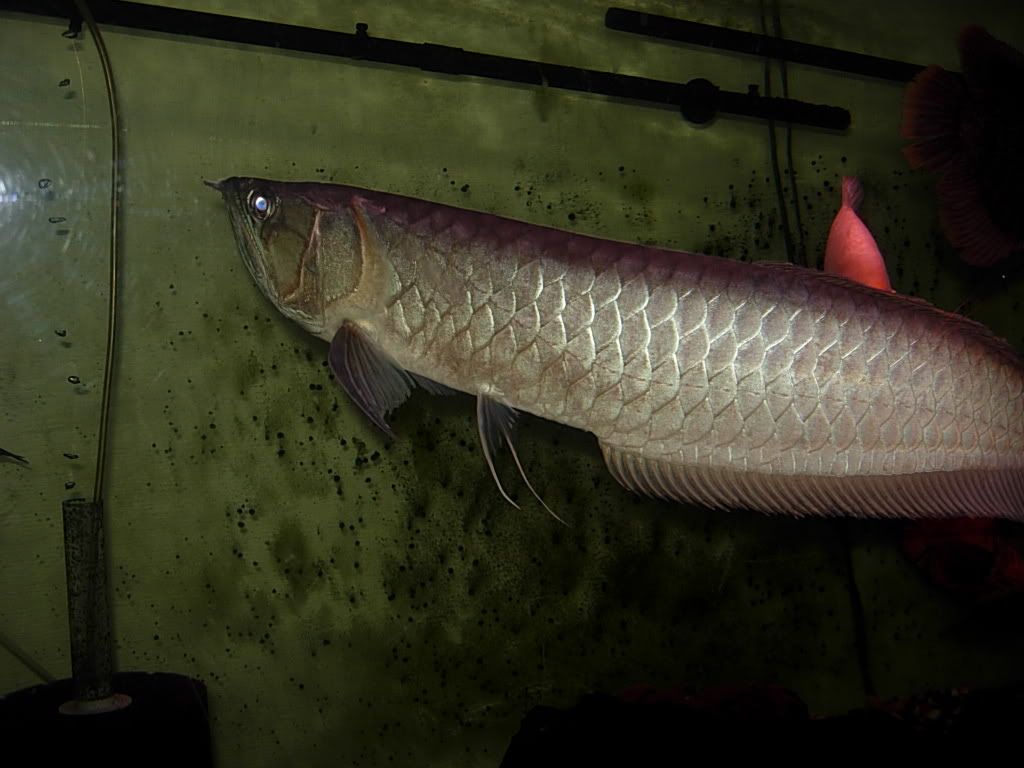 giant arowana fish