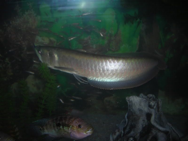 Arowana4.jpg