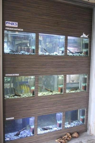 nks_pleco_museum_original.jpg