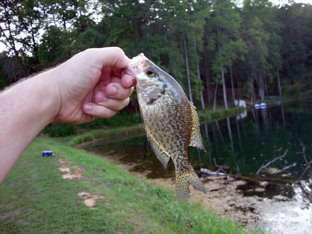 Crappie2.jpg