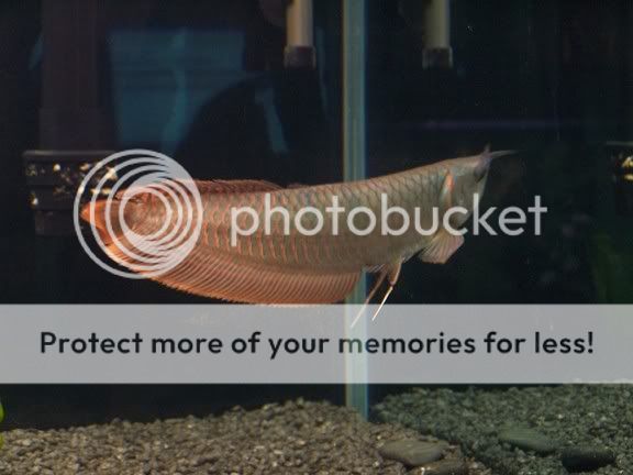 arowana1.jpg