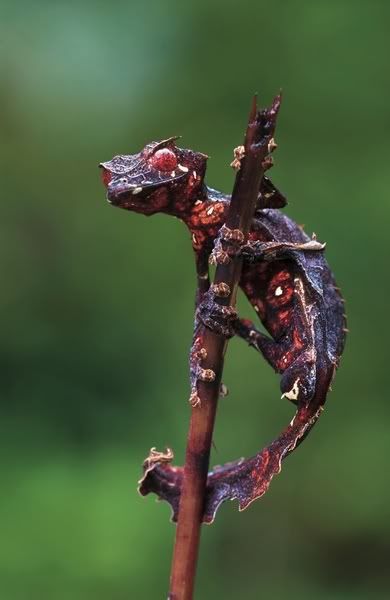 SatanicLeafTailGeckos-1.jpg