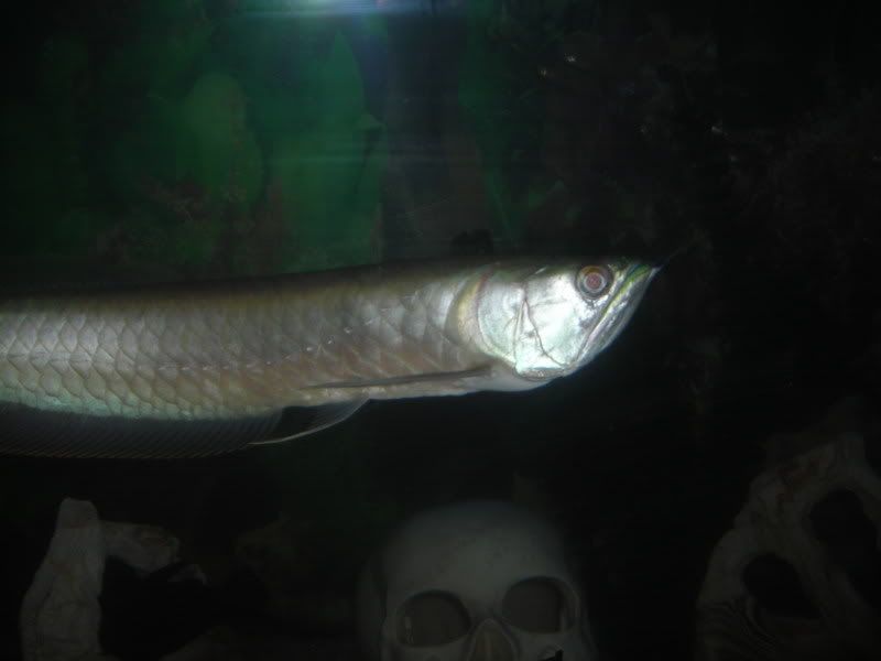 Arowana3.jpg