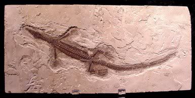 Mesosaurus2.jpg