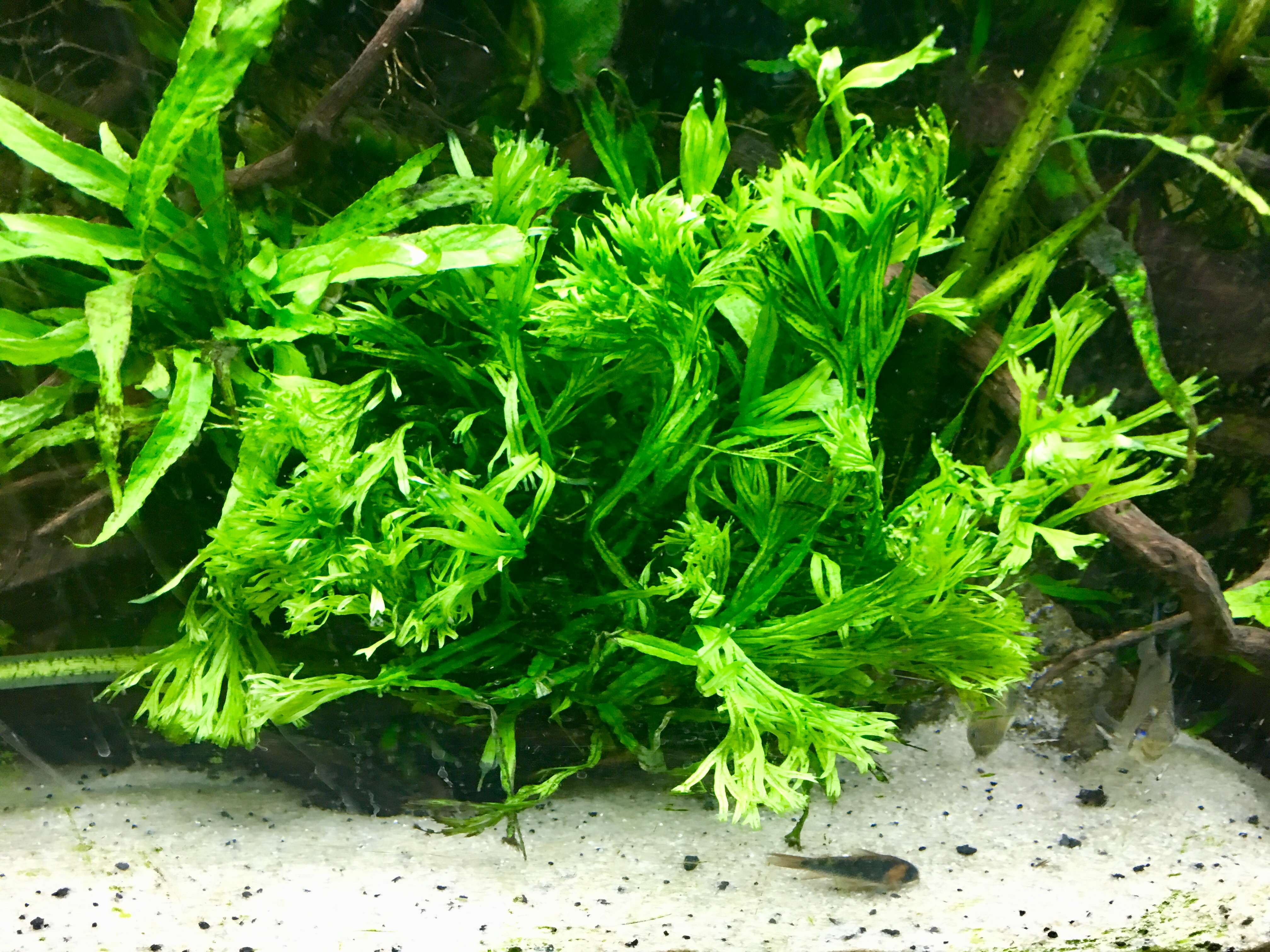 Post Pics Of Your Plants And Planted Tanks Here Monsterfishkeepers Com