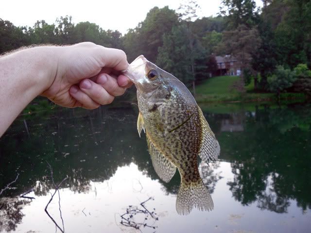 Crappie1.jpg