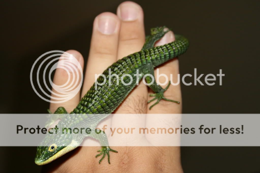 Mexican Arboreal alligator lizard! | MonsterFishKeepers.com