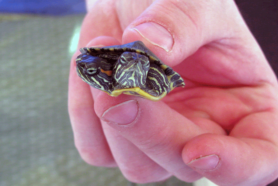 *Load Warning* 3/21/09 Carlisle Reptile Show | MonsterFishKeepers.com