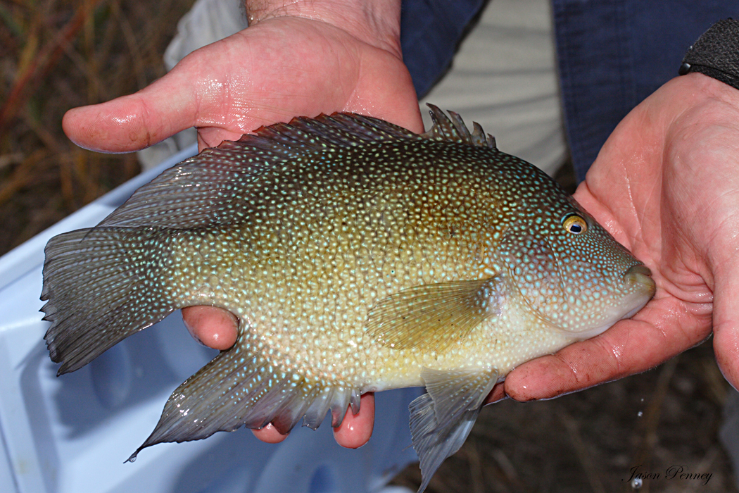 Рыбы форум. Herichthys cyanoguttatus.